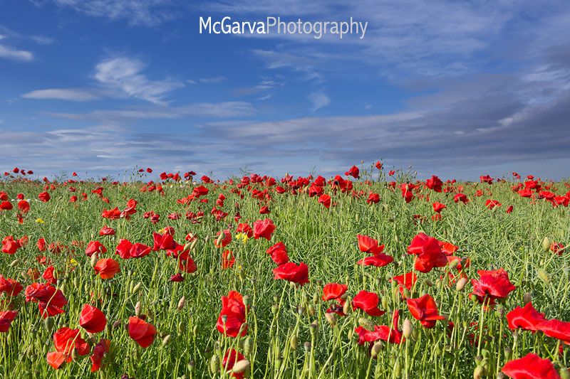 Anstruther Poppies