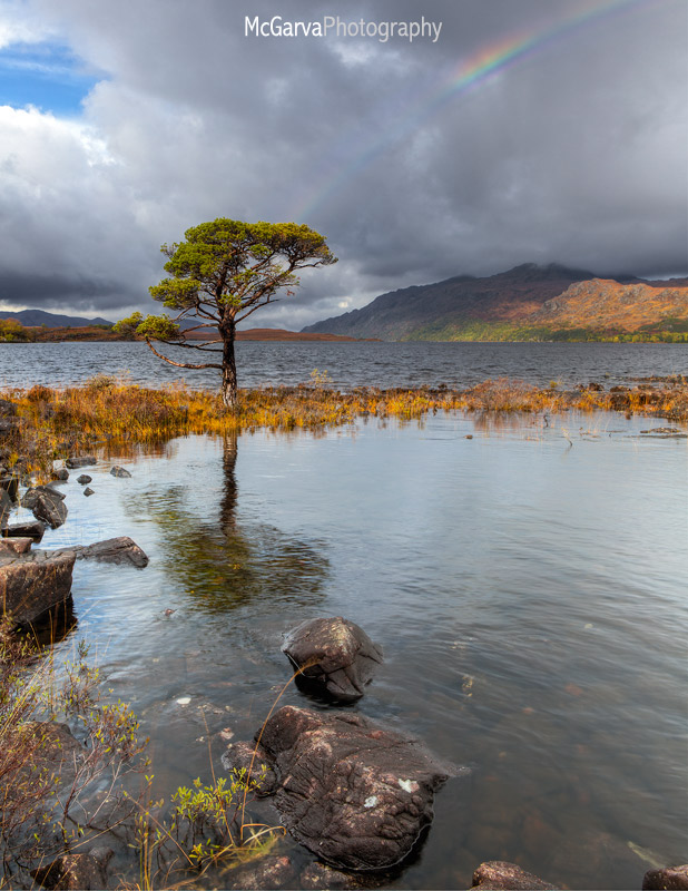 Maree Rainbow