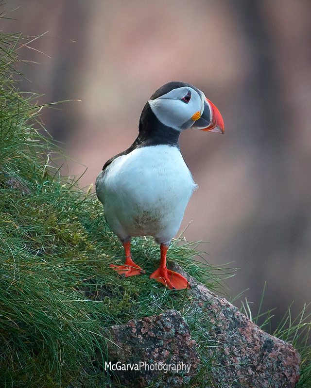 Bullars Puffins 3