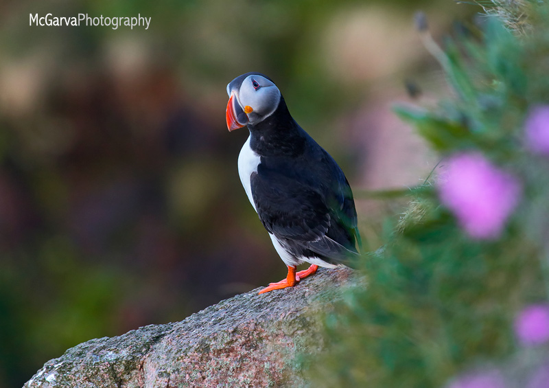 Bullars Puffins 14