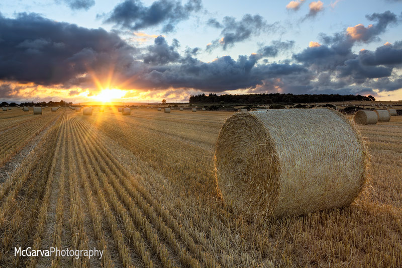 Sunkissed Harvest
