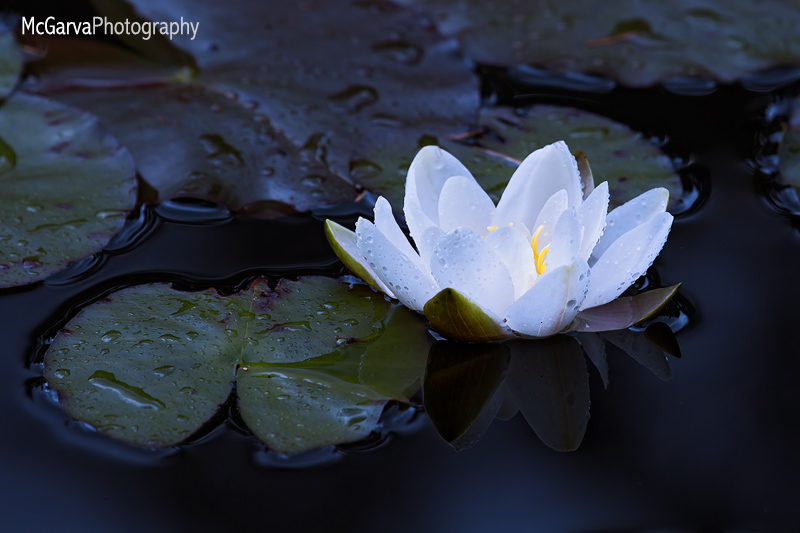 Natures Light