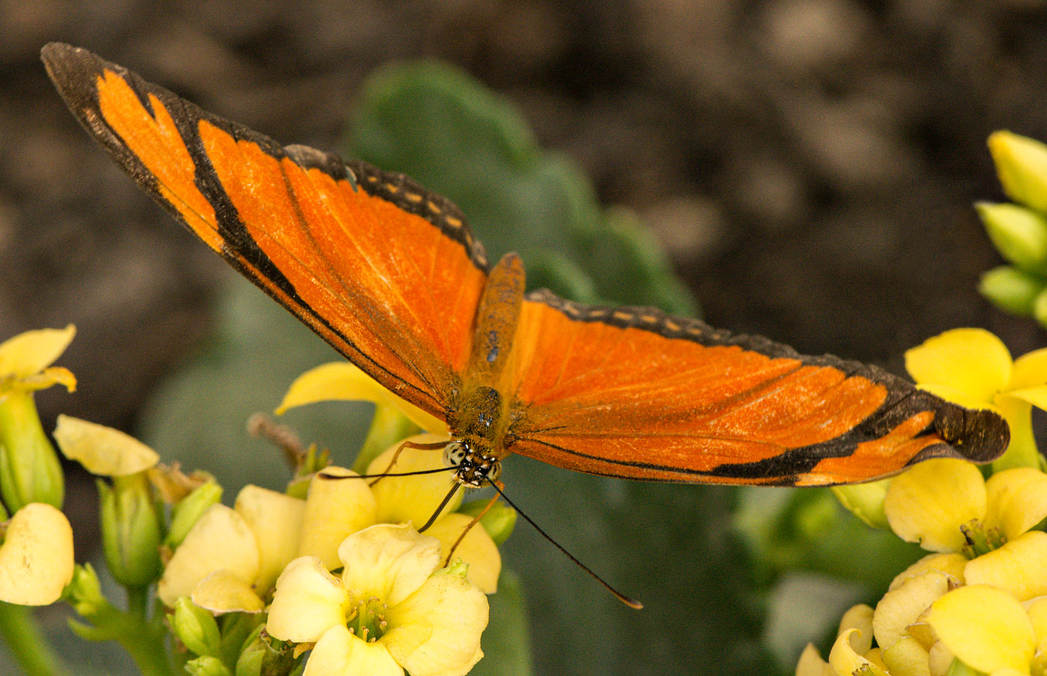 Dryas_iulia_D71_7550_c_nr_H950.jpg