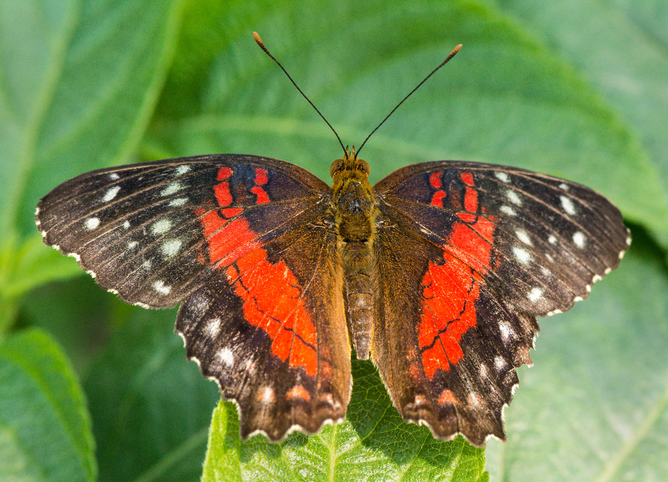 Scarlet_Peacock_D71_7604_c_nr_H950.jpg