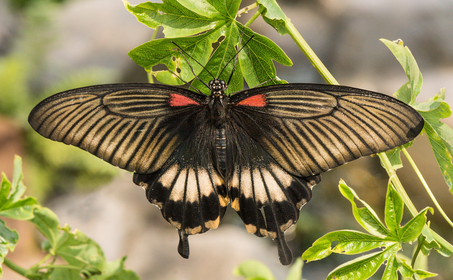 Common_Mormon_D71_7912_c_nr_H950.jpg