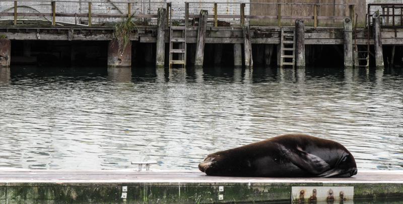 <B>Nap Time</B> <BR><FONT SIZE=2>Pacific Northwest - 2009</FONT>