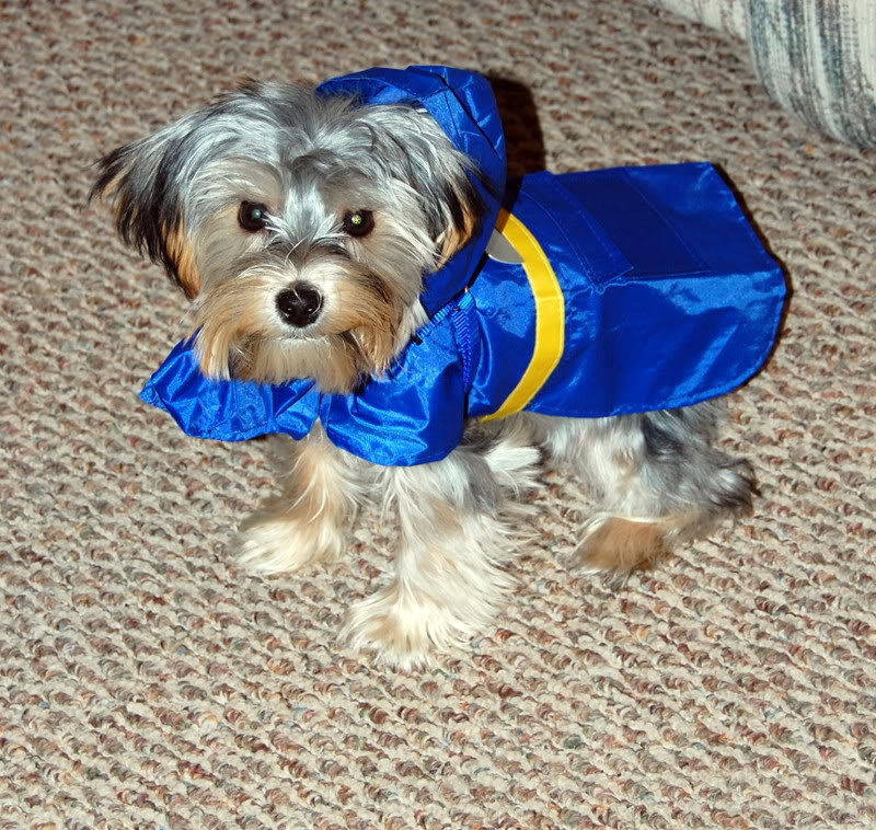 ReggieRaincoat4.jpg