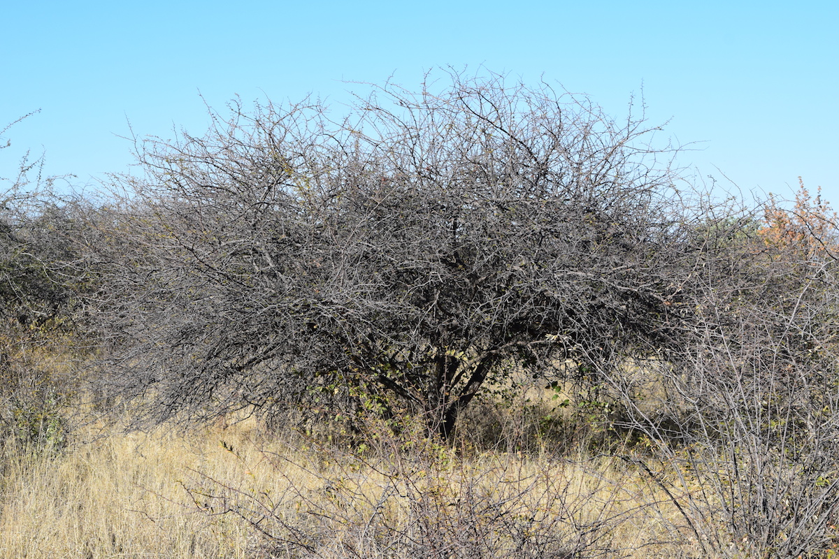 DSC_3225.JPG