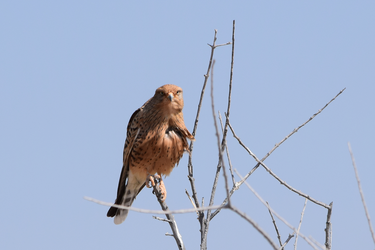 DSC_3486A.jpg