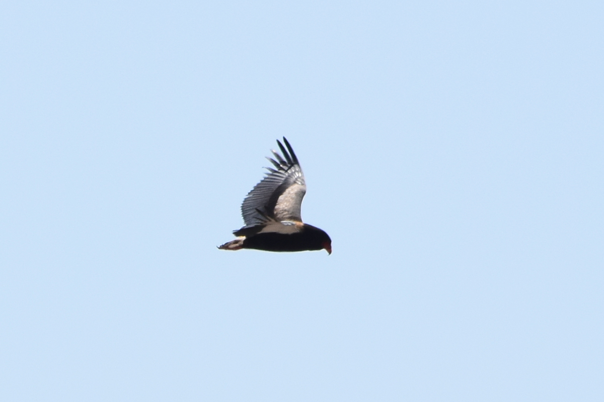 DSC_3857A.jpg