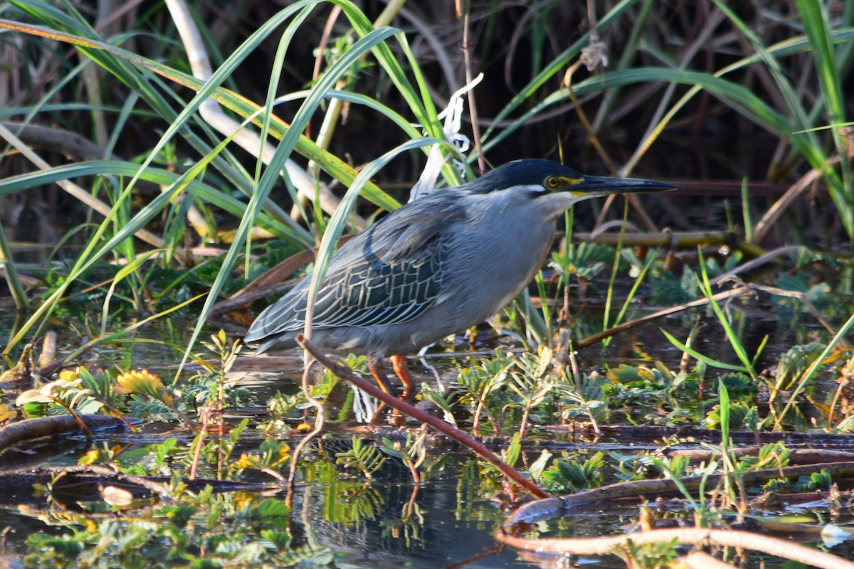 DSC_4088A.jpg