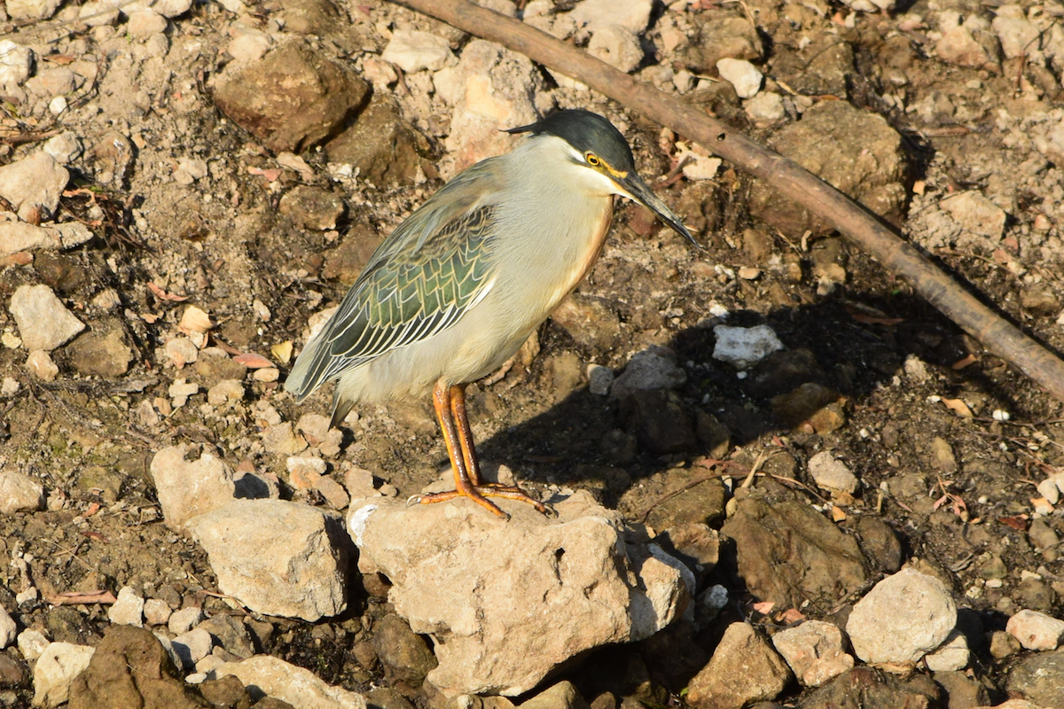 DSC_4094A.jpg