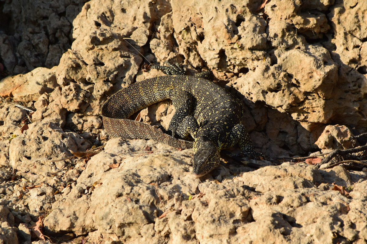 DSC_4107.JPG