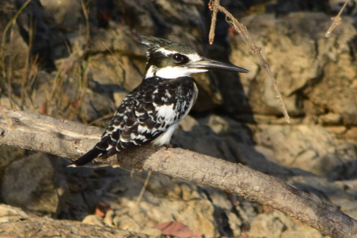 DSC_4122A.jpg