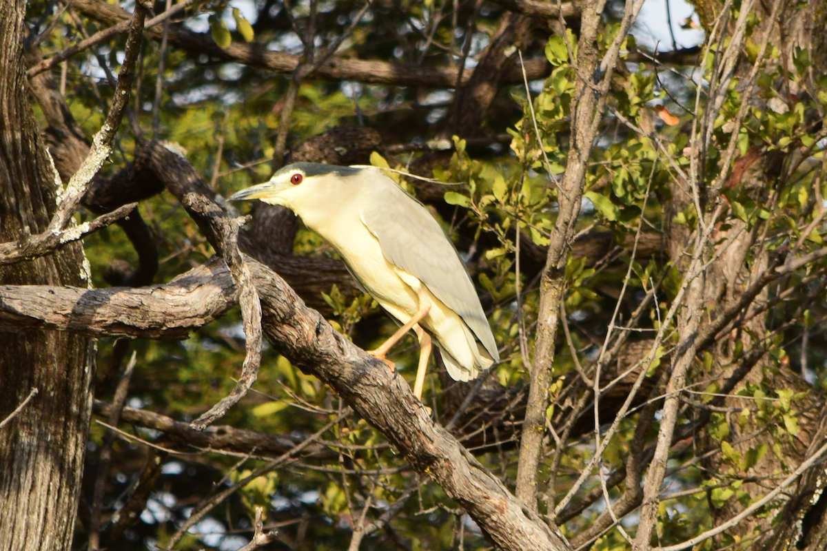 DSC_4145A.jpg