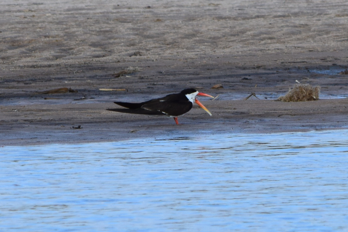 DSC_4285A.jpg