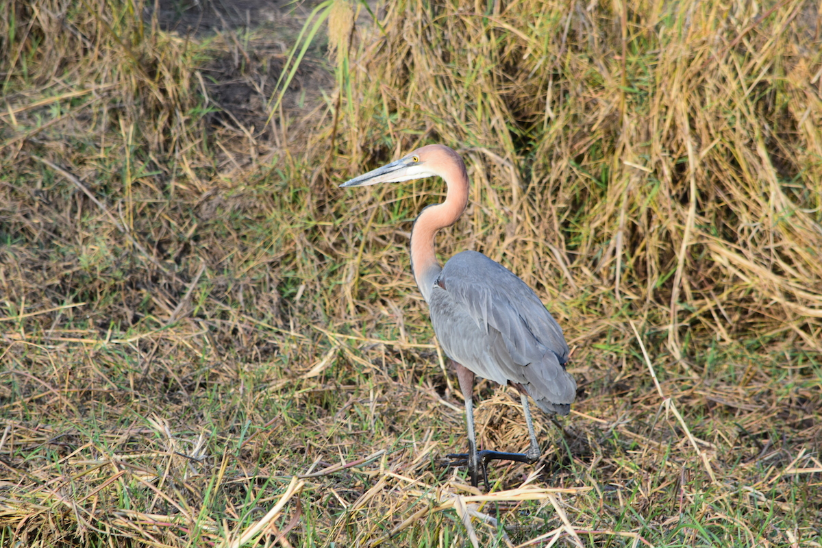 DSC_4327.JPG