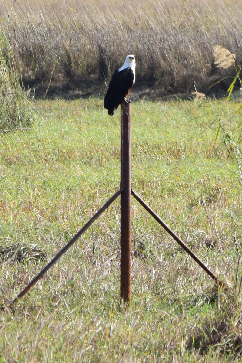 DSC_4405A.jpg