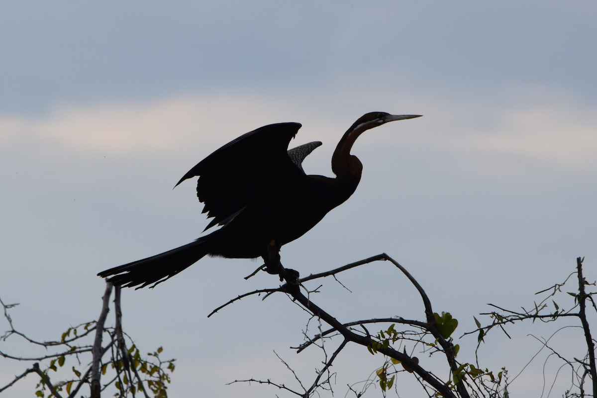 DSC_4490A.jpg