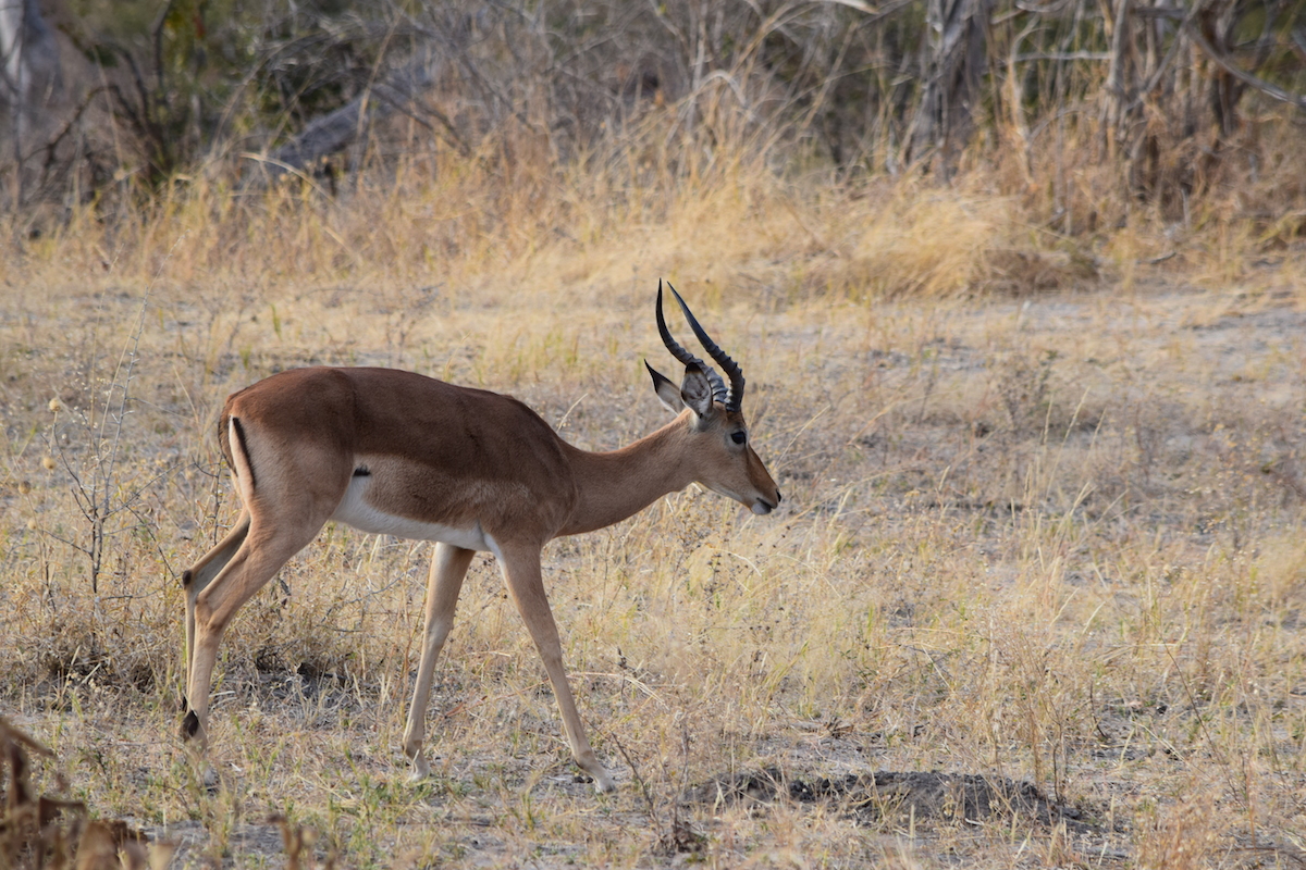 DSC_4620.JPG