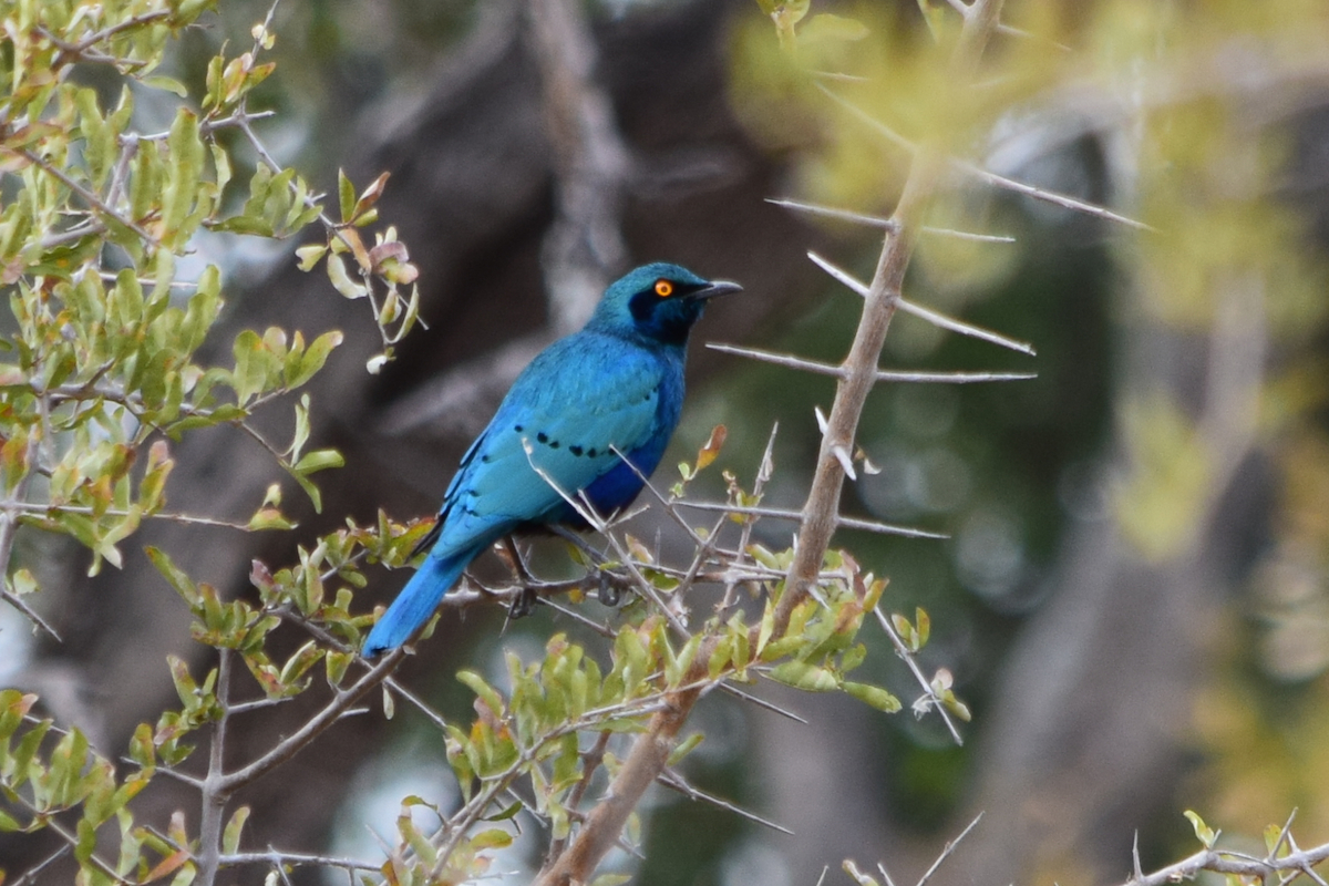 DSC_4650A.jpg