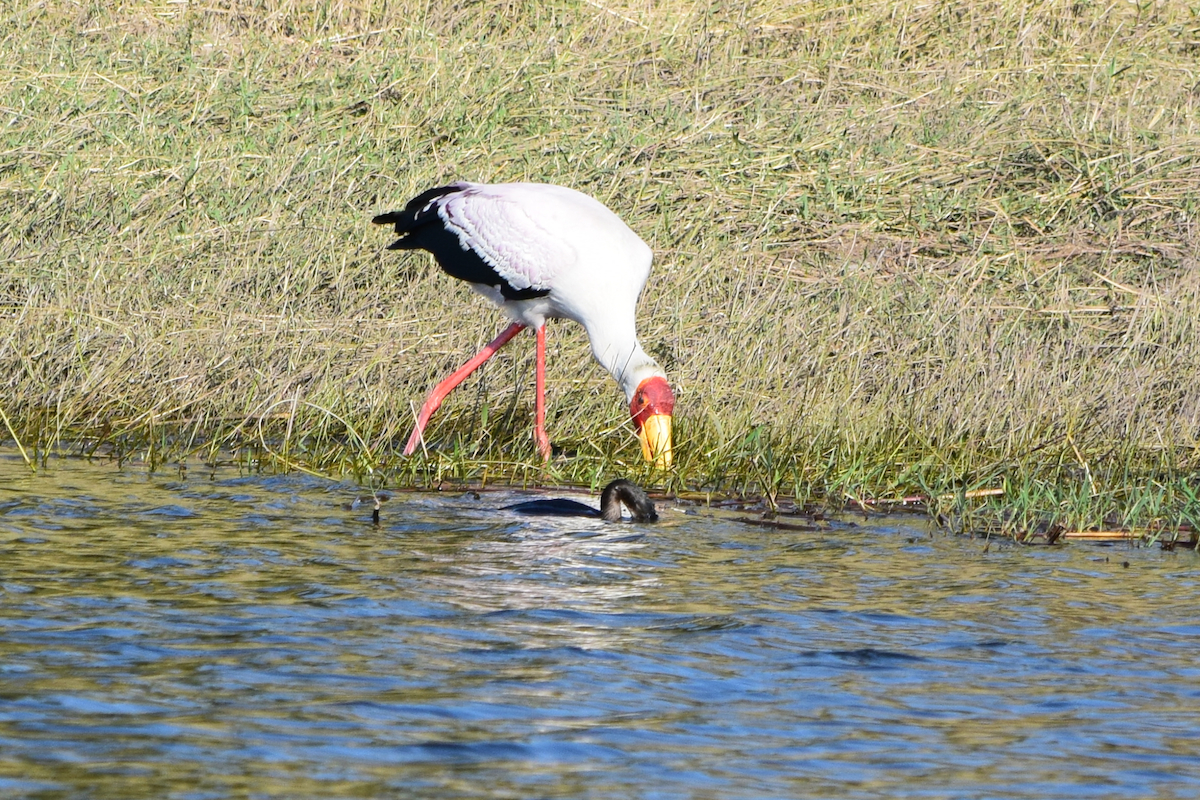 DSC_4763A.jpg