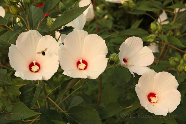Hibiscus moscheutos