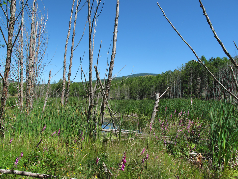 Habitat around the Toutle river