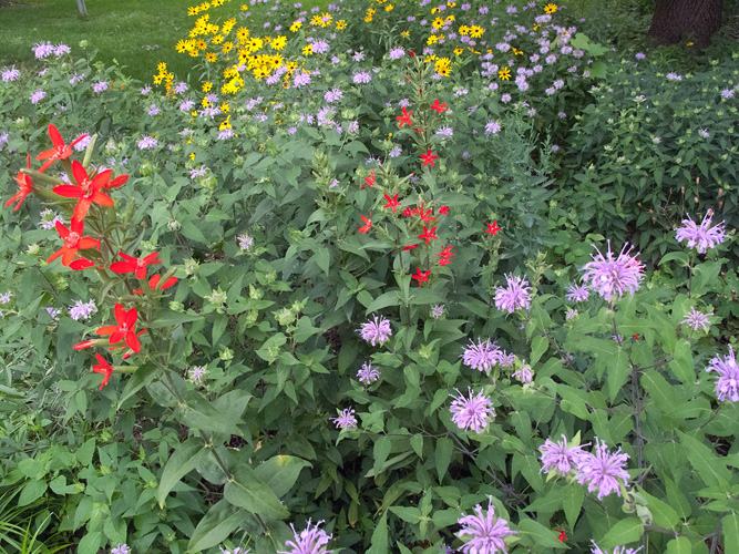 Flowers by the patio