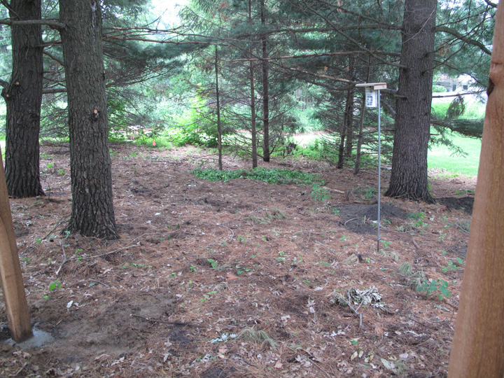 Under the pine trees