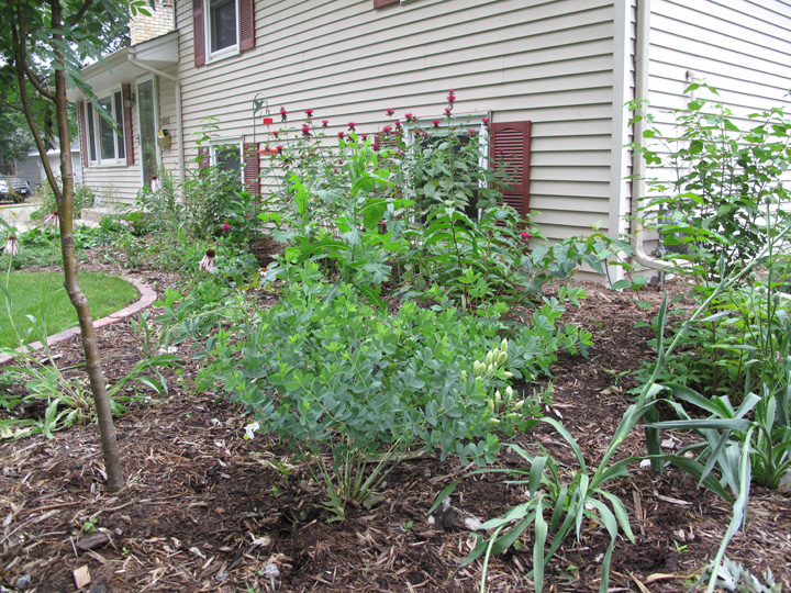 Front yard