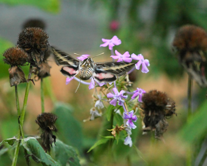 White-lined sphinx moth