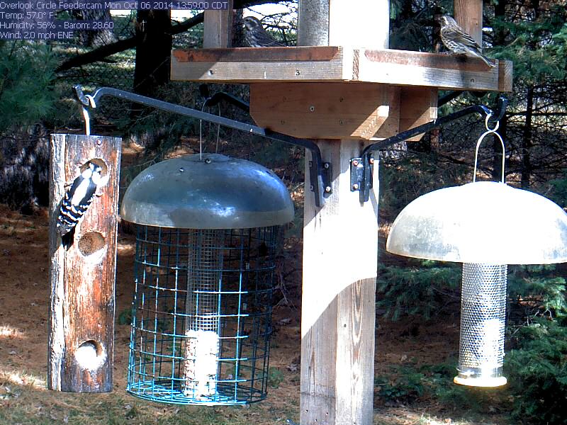 Downy woodpecker / female purple finches