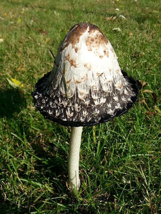 Mushroom