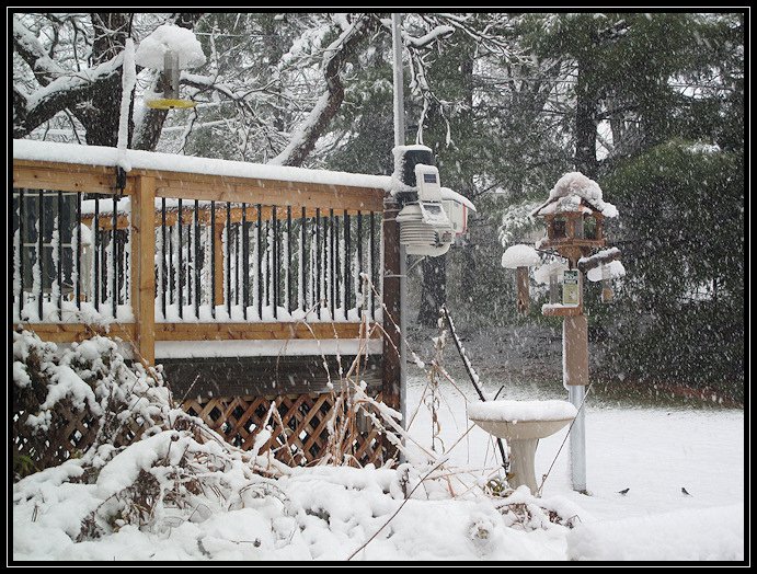 Feeder cam and weather station in the snow