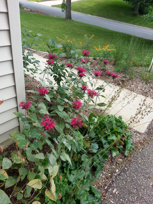 Looking into the front yard