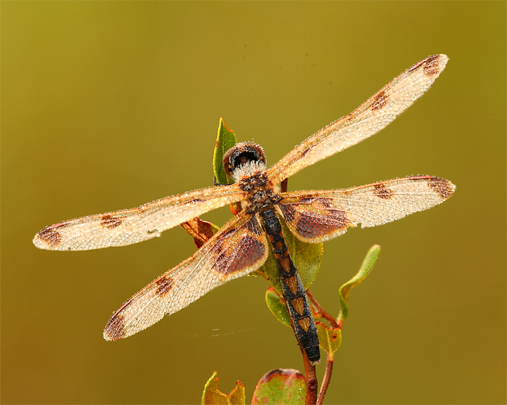 Ten spotted dragonfly