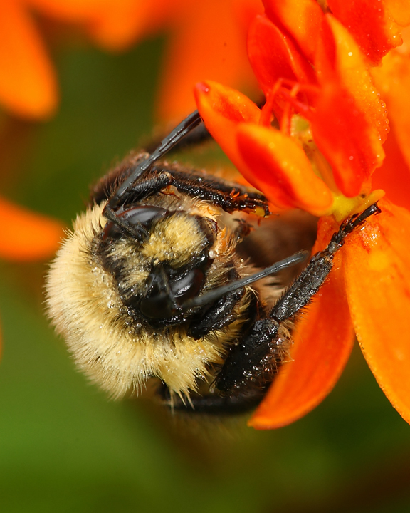 Bumblebee on butterfly weed