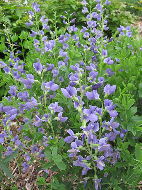 False indigo