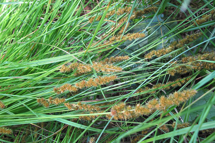 Fox sedge
