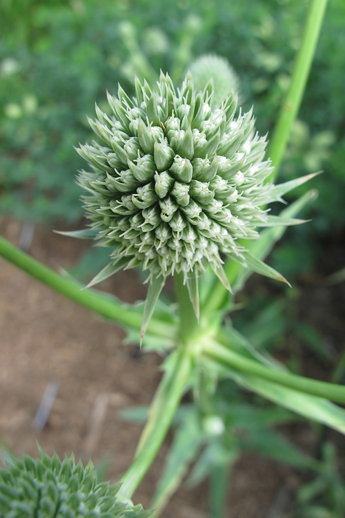 Rattlesnake master closeup