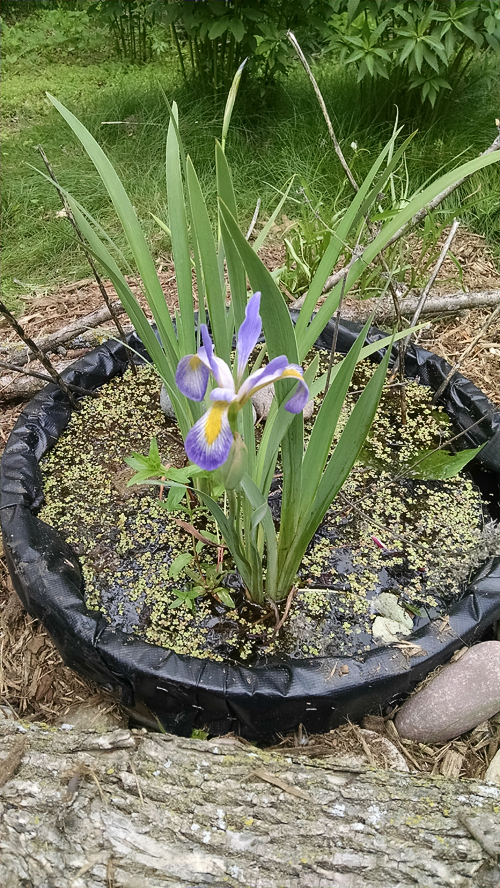 Half wine barrel frog/dragonfly pond