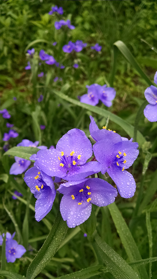 Spiderwort