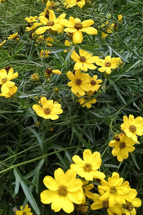 Stiff tickseed closeup