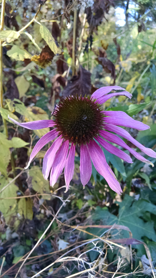 Coneflower holding on in the fall