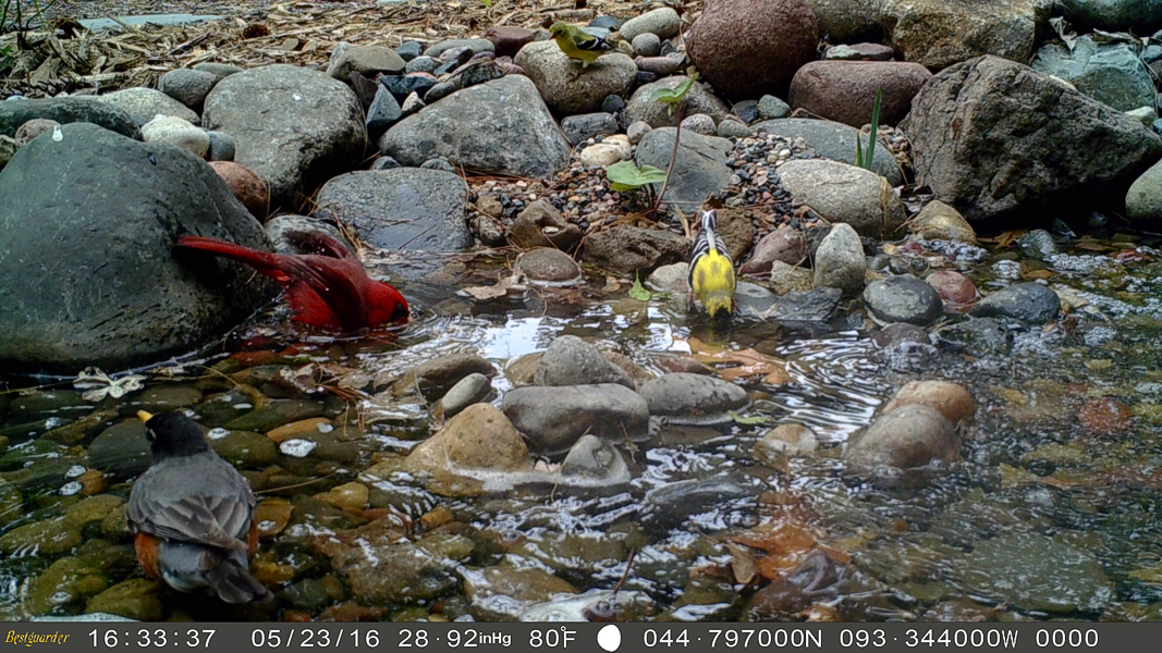Overlook Falls trail cam captures 3 species