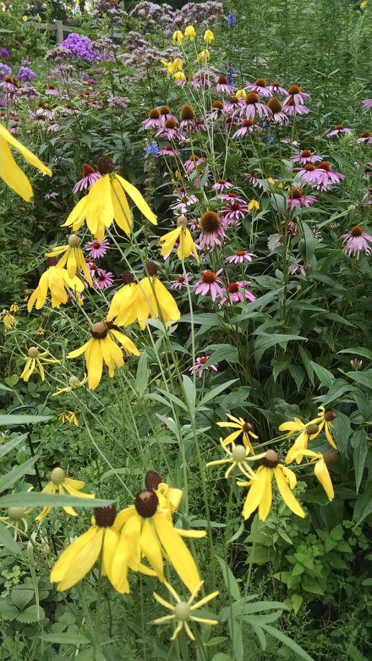 Purple and gray headed coneflower