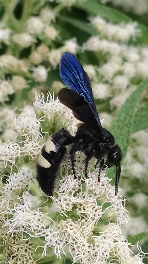 Double banded scoliid wasp on common boneset