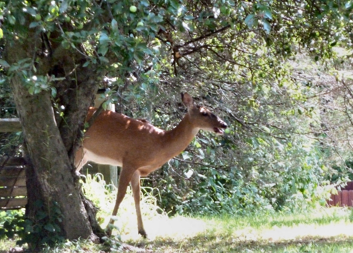 Forget her, I want the apple. 