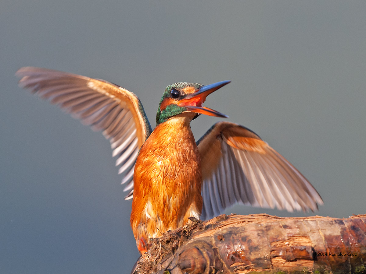 Guarda-rios comum --- Kingfisher --- (Alcedo atthis)